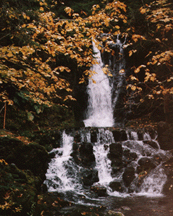 Dickson Falls - Fundy Park